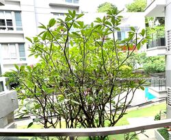8 @ Mount Sophia (D9), Condominium #544872571